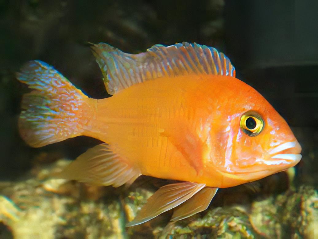 Aulonocara Tangerine Peacock Malawi African Cichlid