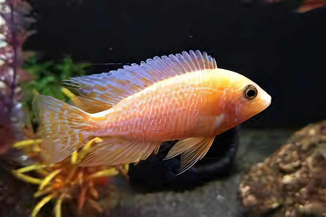 Aulonocara Tangerine Peacock Malawi African Cichlid