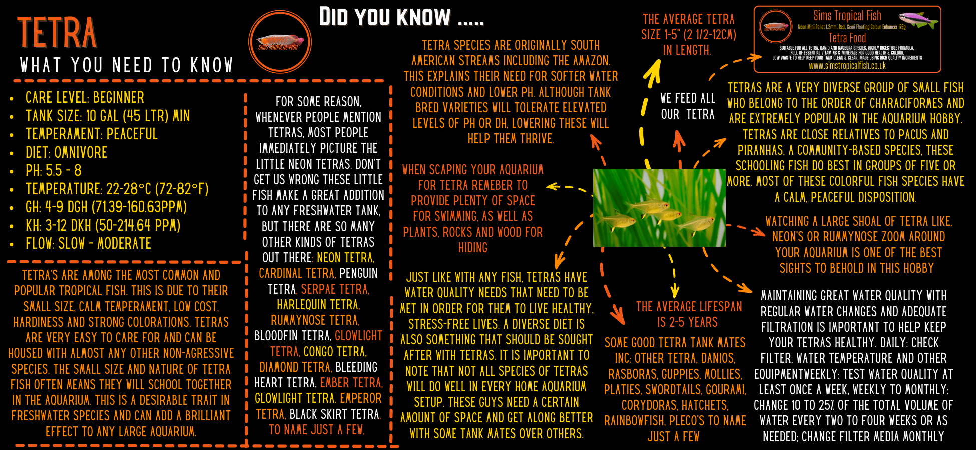 Black Neon Tetra Hyphessobrycon Herbertaxelrodi 2cm - Real Aquatics