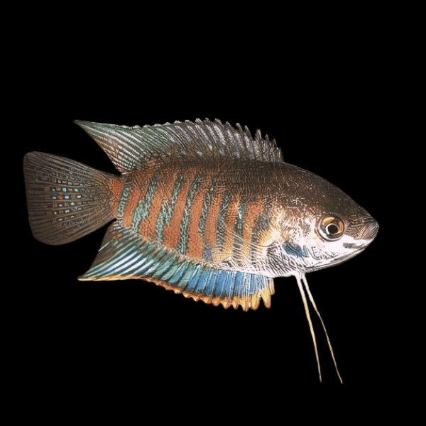 Banded Thick Lip Gourami Trichogaster Labiosa 5cm - Real Aquatics