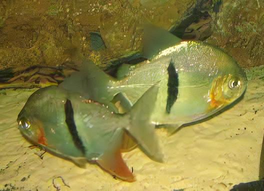 Black Banded Pacu Thin Bar Dollar Myleus Schomburgkii 5cm - Real Aquatics