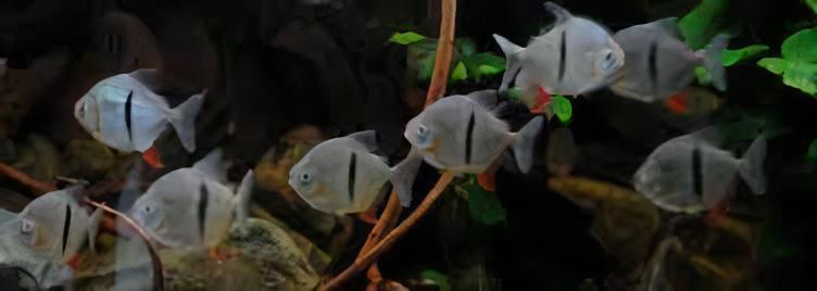 Black Banded Pacu Thin Bar Dollar Myleus Schomburgkii 5cm - Real Aquatics