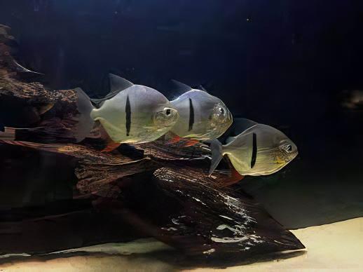 Black Banded Pacu Thin Bar Dollar Myleus Schomburgkii 5cm - Real Aquatics