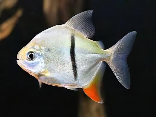 Black Banded Pacu Thin Bar Dollar Myleus Schomburgkii 5cm - Real Aquatics