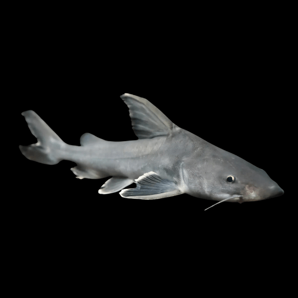 Thor Armoured Sea Catfish Hemiarius Stormii 20cm - Real Aquatics