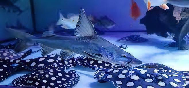 Thor Armoured Sea Catfish Hemiarius Stormii 20cm - Real Aquatics