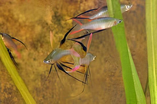 Threadfin Rainbow Fish Iriatherina Werneri 5cm - Real Aquatics