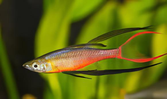 Threadfin Rainbow Fish Iriatherina Werneri 5cm - Real Aquatics