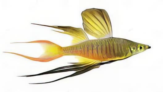 Threadfin Rainbow Fish Iriatherina Werneri 5cm - Real Aquatics