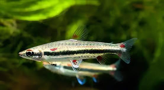 Three Lined Pencil Fish Nannostomus Trifasciatus 3cm - Real Aquatics