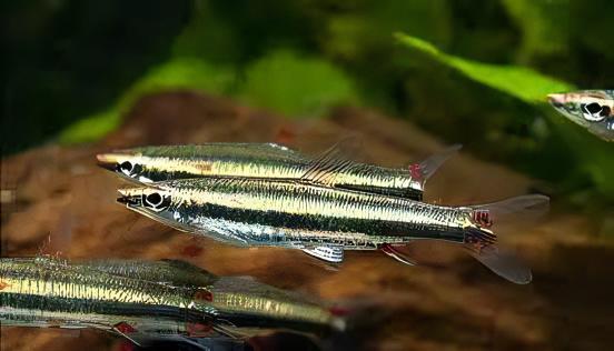 Three Lined Pencil Fish Nannostomus Trifasciatus 3cm - Real Aquatics