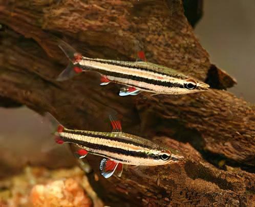 Three Lined Pencil Fish Nannostomus Trifasciatus 3cm - Real Aquatics