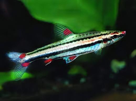 Three Lined Pencil Fish Nannostomus Trifasciatus 3cm - Real Aquatics