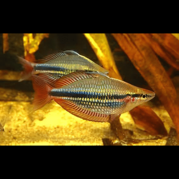 Three Stripe Rainbowfish Melanotaenia Trifasciatus 5cm - Real Aquatics