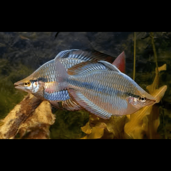 Three Stripe Rainbowfish Melanotaenia Trifasciatus 5cm - Real Aquatics