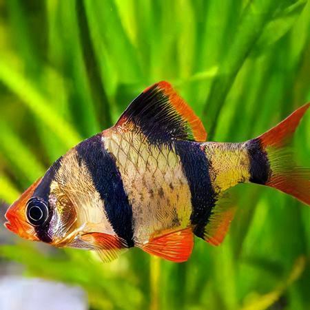 Tiger Barb Puntius Tetrazona 3cm - Real Aquatics