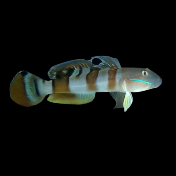Tiger Goby Valenciennea Wardii - Real Aquatics