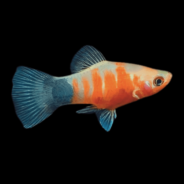 Tiger Platy Xiphophorus Maculatus 3cm - Real Aquatics