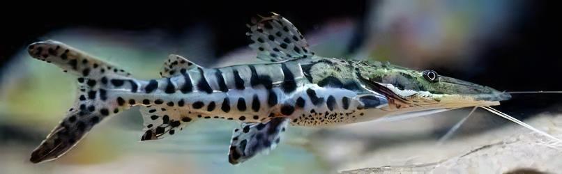 Tiger Shovelnose Catfish Pseudoplatystoma Fasciatum 6cm - Real Aquatics