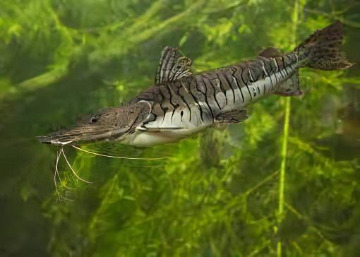 Tiger Shovelnose Catfish Pseudoplatystoma Fasciatum 6cm - Real Aquatics