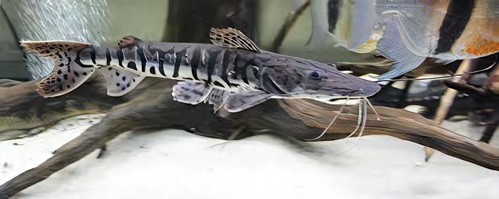 Tiger Shovelnose Catfish Pseudoplatystoma Fasciatum 6cm - Real Aquatics
