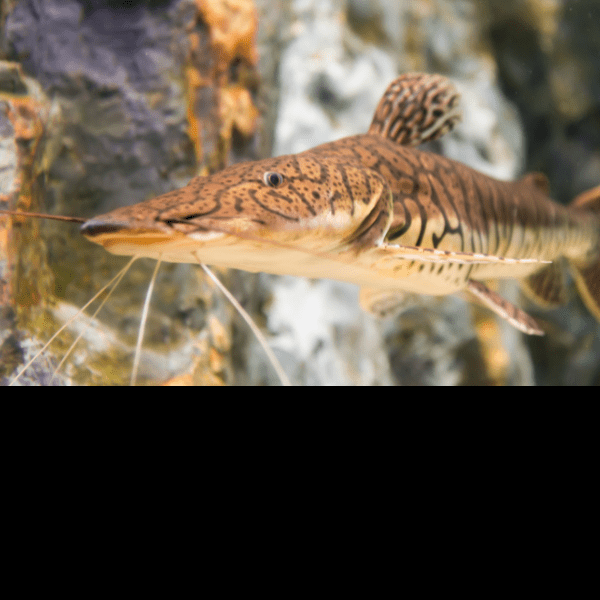 Tiger Shovelnose Catfish Pseudoplatystoma Fasciatum 6cm - Real Aquatics