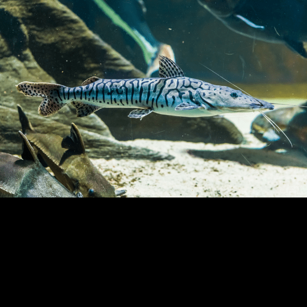 Tiger Shovelnose Catfish Pseudoplatystoma Fasciatum 6cm - Real Aquatics