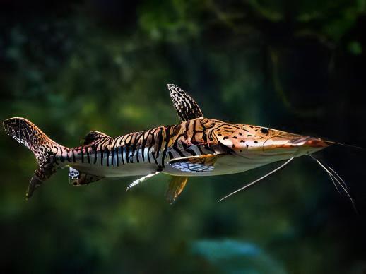 Tiger Shovelnose Catfish Pseudoplatystoma Fasciatum 6cm - Real Aquatics