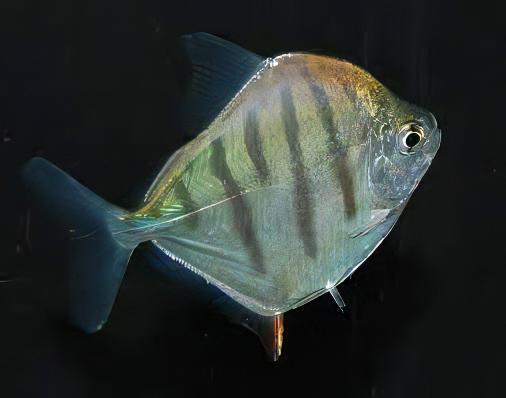 Metynnis Tiger Silver Dollar Metynnis Hypsauchen Fasciatus 5cm - Real Aquatics