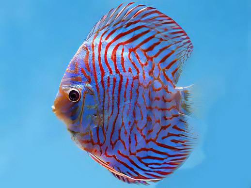 Tiger Turquoise Discus - Real Aquatics