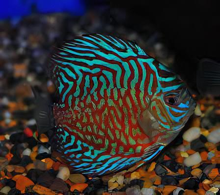Tiger Turquoise Discus - Real Aquatics