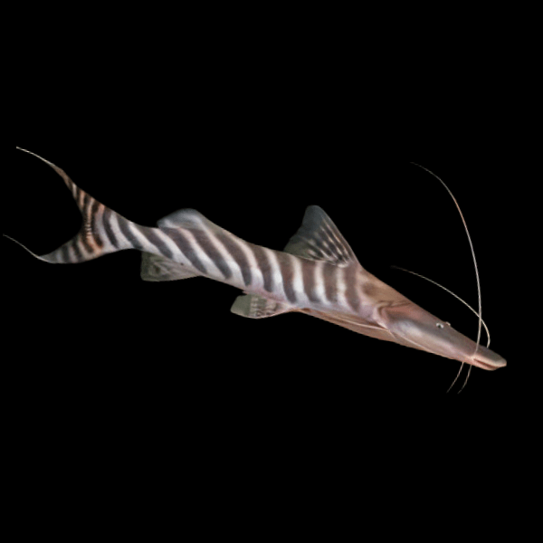 Brachyplatystoma Tigrinum Zebra Sholvelnose Catfish 12cm - Real Aquatics