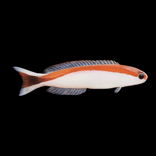 Tile Skunk Goby Hoplolatilus Marcosi - Real Aquatics