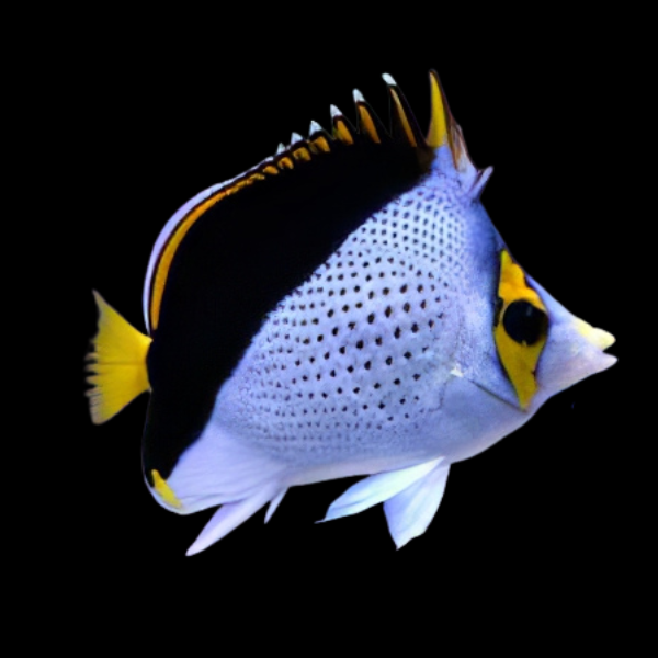 Tinkers Butterfly Fish Chaetodon Tinkeri - Real Aquatics