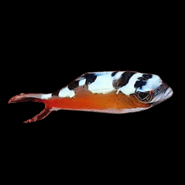 Tobacco Fish Grouper Serranus Tabacarius - Real Aquatics