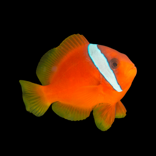 Tomato Barberi Clownfish Amphiprion Barberi - Real Aquatics