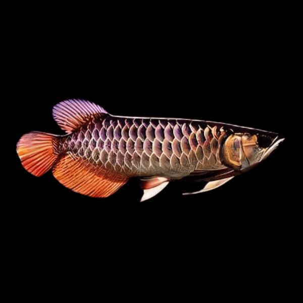 Tong Yang Arowana Scleropages Formosus 20cm - Real Aquatics