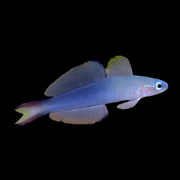 Torpedo Goby Ptereleotris Evides - Real Aquatics