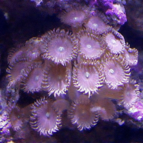 Tree Coral Polyp Acrozoanthus Sp - Real Aquatics