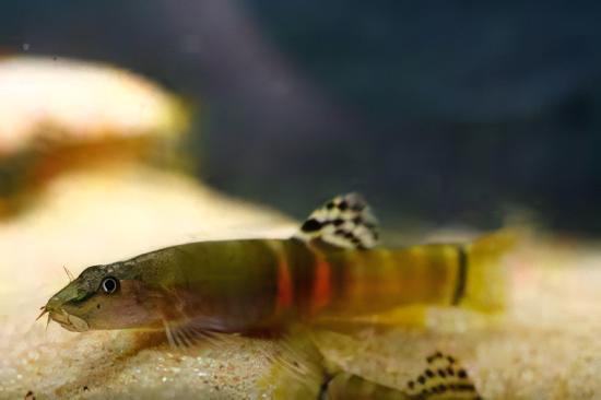 Tri Banded Sumo Loach Schistura Balteata 4cm - Real Aquatics