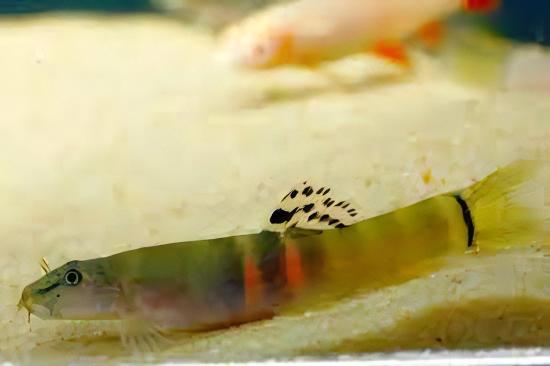 Tri Banded Sumo Loach Schistura Balteata 4cm - Real Aquatics