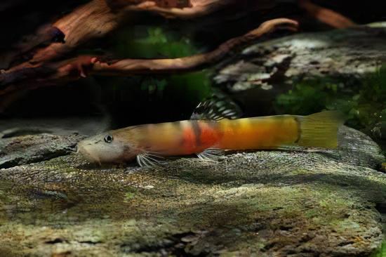 Tri Banded Sumo Loach Schistura Balteata 4cm - Real Aquatics