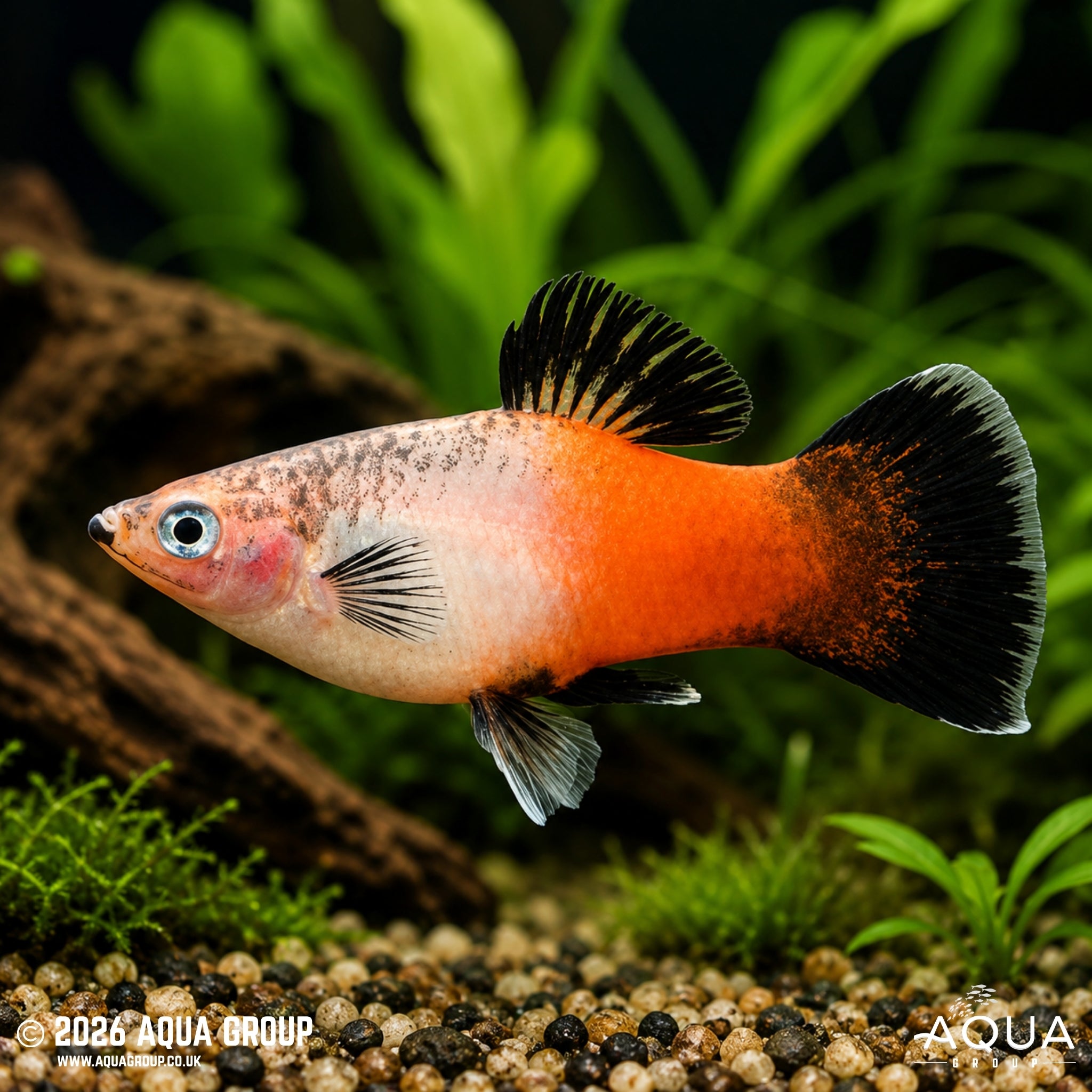Tricolour Hi-Fin Platy (Xiphophorus maculatus)