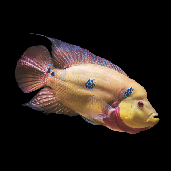 Trimac Three Spot Cichlid Cichlasoma Trimaculatum 10cm - Real Aquatics