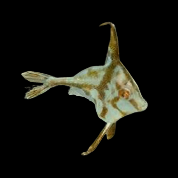 Tripod File Fish Tripodichthys Sp - Real Aquatics