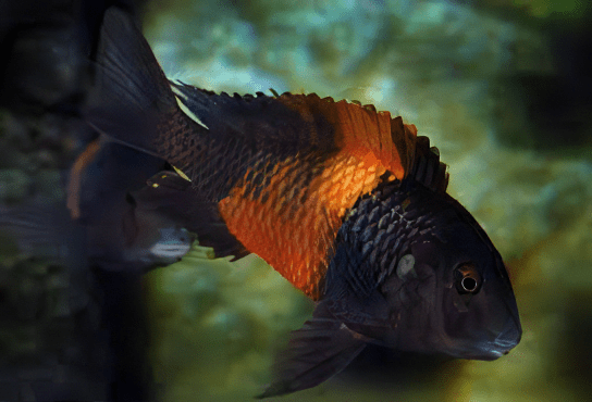 Tropheus Bemba Orange Flame Tanganyikan African Cichlids 4cm - Real Aquatics