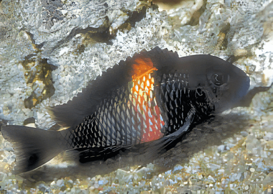 Tropheus Bemba Orange Flame Tanganyikan African Cichlids 4cm - Real Aquatics