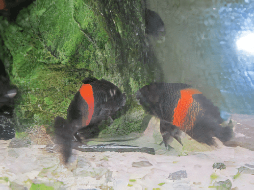 Tropheus Bemba Orange Flame Tanganyikan African Cichlids 4cm - Real Aquatics