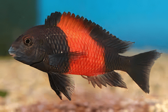 Tropheus Bemba Orange Flame Tanganyikan African Cichlids 4cm - Real Aquatics