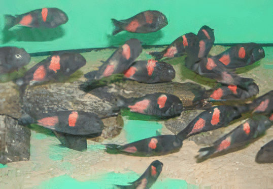 Tropheus Bulu Point Tanganyikan African Cichlids 4cm - Real Aquatics